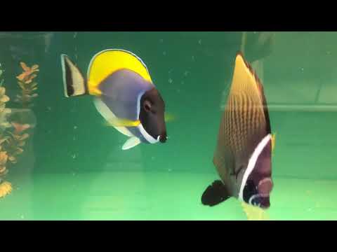 Lets Visit Reef Wholesale in Toronto!