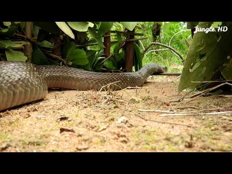 Primitive Technology Fantastic Snake Trap Make From Traditional Crossbow That Work 100% by Jungle HD
