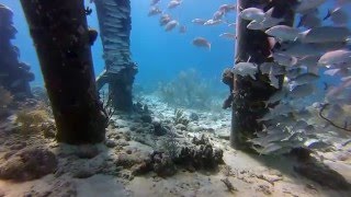 Shore Diving Bonaire’s Salt Pier