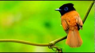 Music video thumbnail preview for Freedom Bird by The Back Porch Majority w/ lyrics by The Back Porch Majority