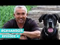 Help Cesar My Dog Won T Eat