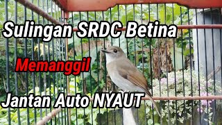 Download lagu Suara SRDC Bali Betina memanggil JANTAN auto NYAUT mp3