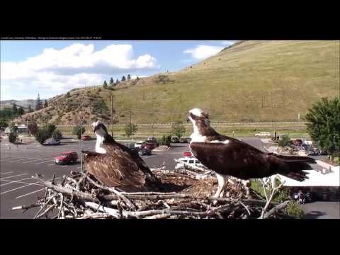 Louis brings & takes fish @ Hellgate  17 48 Video 2017 06 27 201555