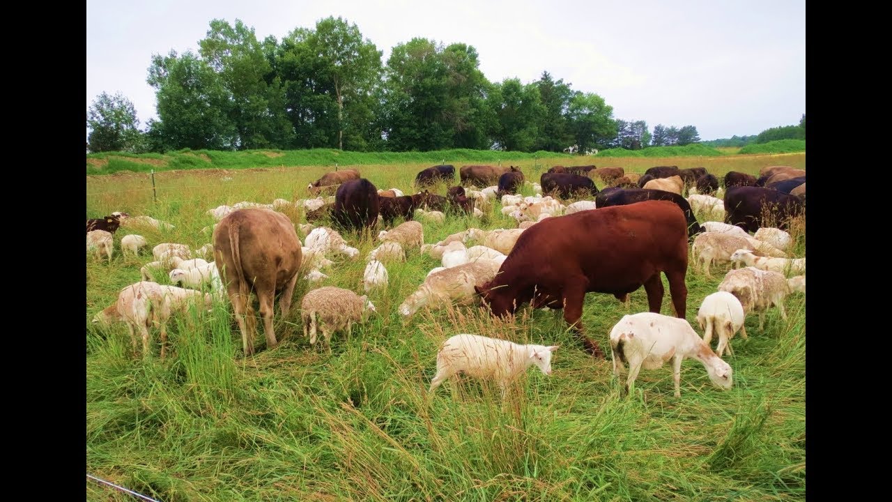 Graizing animals by Realismus Modding - FS17