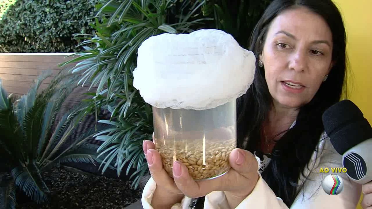 MANHÃ TOTAL -  Aprenda a preparar o Probiótico Rejuvelac