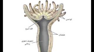 المقارنة بين الاسفنجيات و اللاسعات تنزيل الموسيقى Mp3 مجانا