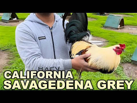 California Asil Grey Yellow Leg Beautiful Birds Savagedena Farm - Farm visit