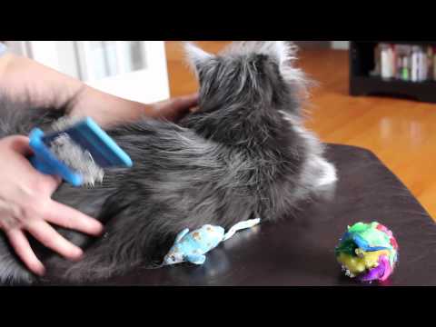 A Video Collection Dedicated to Atchoum the Cat