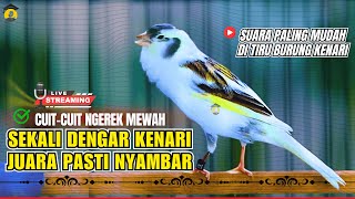 Download lagu KENARI SUPER GACOR Cuit CUIT MERDU UNTUK PANCINGAN & MASTERAN Kenari PAUD AGAR BUNYI NGEROL PANJANG mp3 Download lagu KENARI SUPER GACOR Cuit CUIT MERDU UNTUK PANCINGAN & MASTERAN Kenari PAUD AGAR BUNYI NGEROL PANJANG mp3