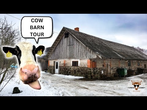 COW AND HEIFER BARN TOUR! (barn work on a small dairy farm)