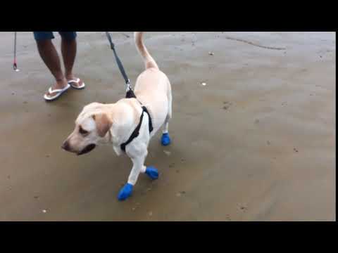 Emmie with her new shoes 😂🐾🐾🐾