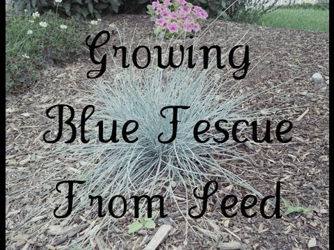 download lagu mp3 mp4 Festuca Blue Select, download lagu Festuca Blue Select gratis, unduh video klip Festuca Blue Select