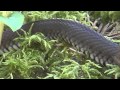 Nastik Grass Snake