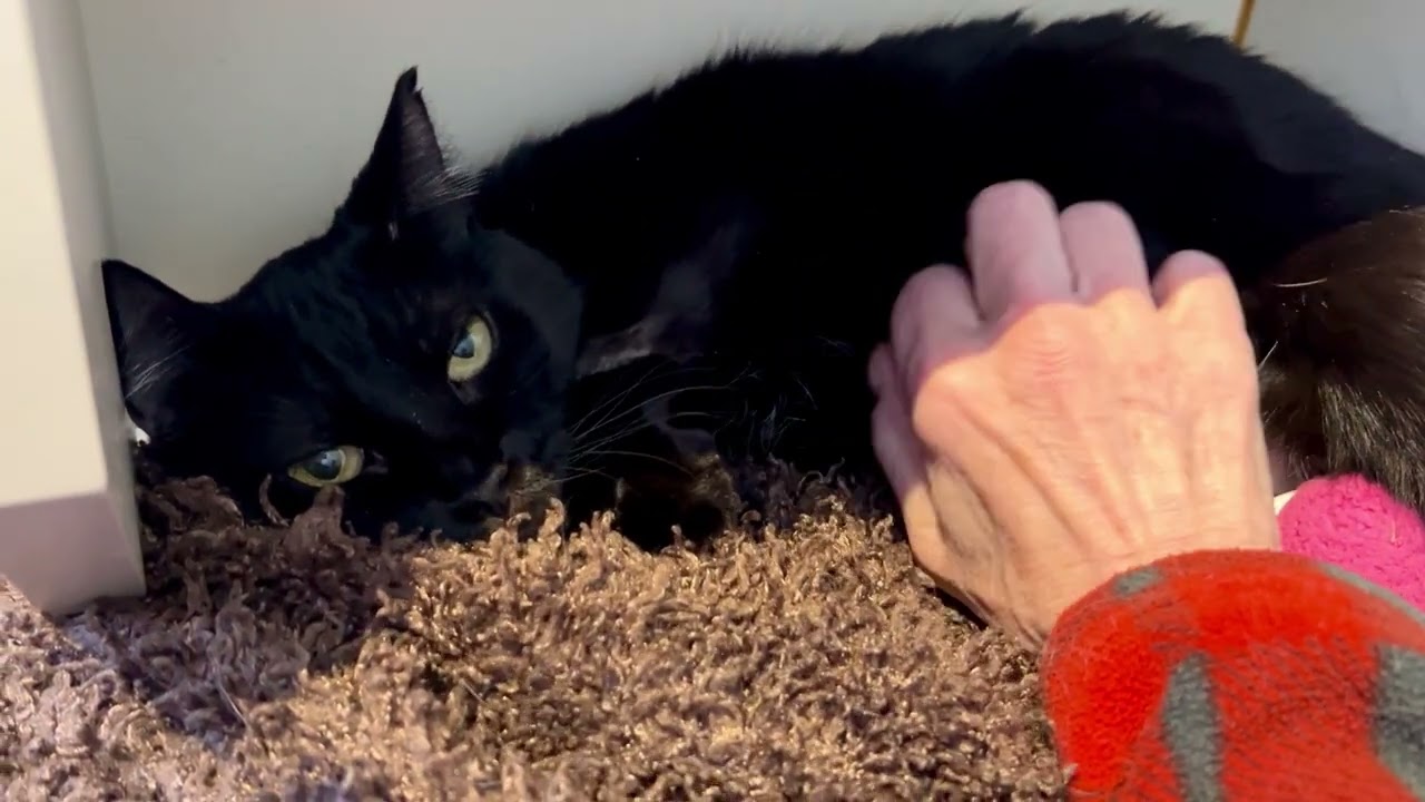 Auntie Em, a Adoptable Domestic Short Hair in St. Louis, MO video 6/6