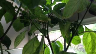 Harvesting my first ever home-grown chilli pepper!