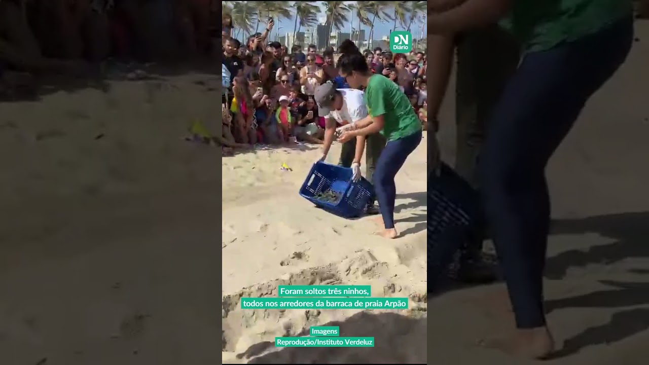 Imagem da notícia: 250 tartarugas-marinhas nascem em 'eclosão assistida' e vão para o mar na Praia do Futuro; assista