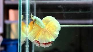 Betta Splendens : (0313-11) Light Copper Gold Halfmoon Singletail Male
