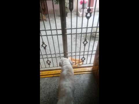 Snowie the dog fighting with monkey's
