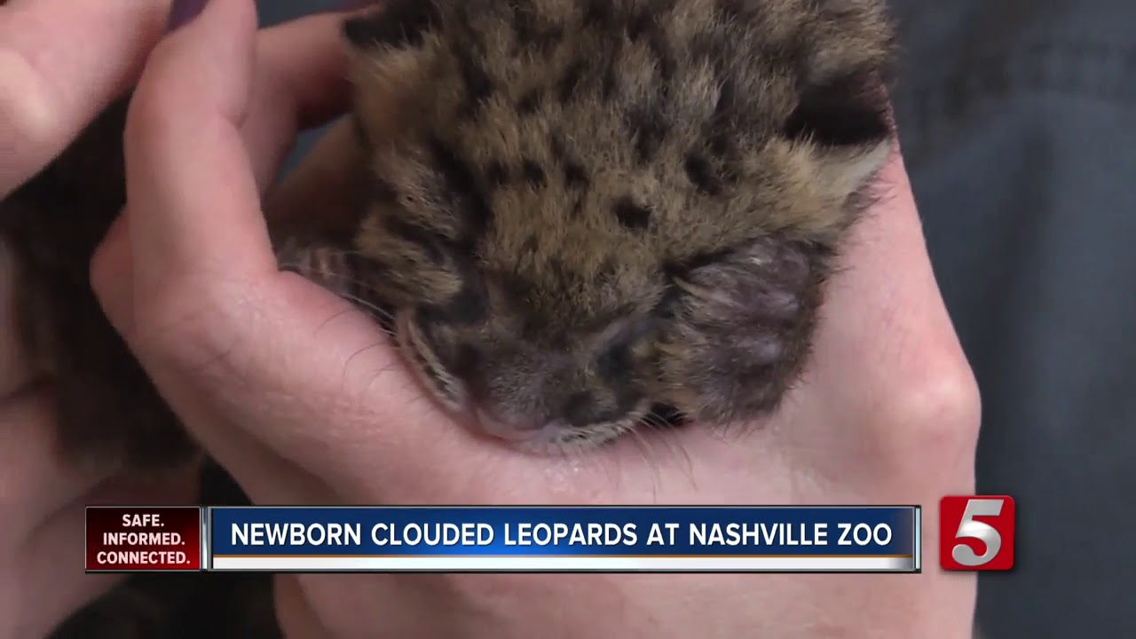 Clouded Leopard cubs represent ongoing conservation efforts