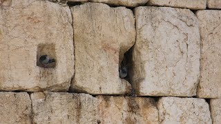 שחרית בשידור חי מהכותל המערבי ח' ניסן
