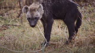 Young Hyena Breaks Camera | Waterhole: Africa's Animal Oasis | BBC Earth
