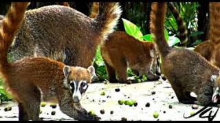 Coati mundi - tropical raccoon