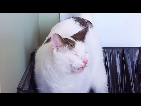 Cat makes a stupid face after sniffing his litter box.