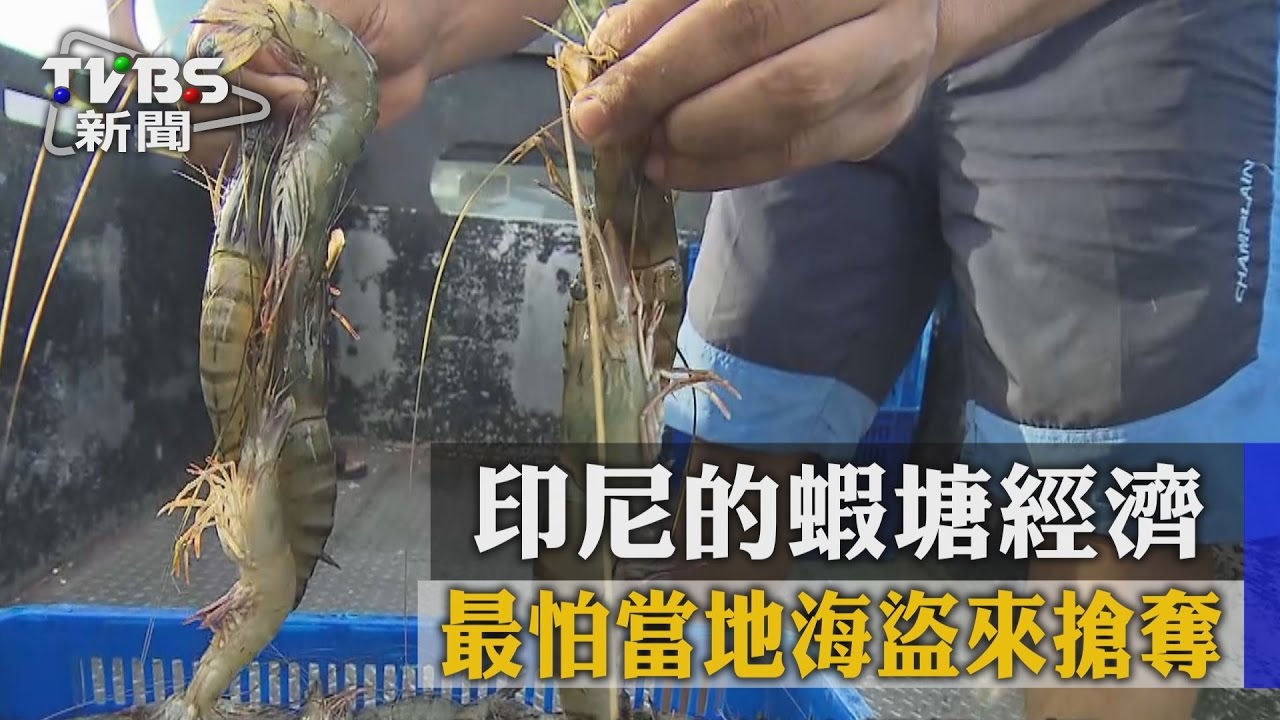 印尼的蝦塘經濟 最怕當地海盜來搶奪