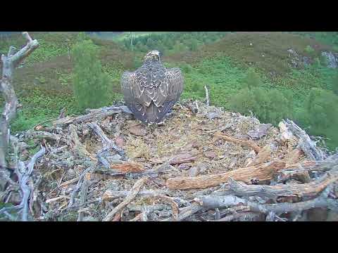 Loch Arkaig osprey chick JH4 Lachlan fledges 09 08 2017 - 12:22pm