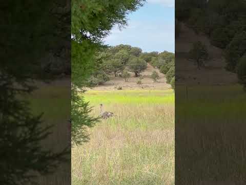 Color Phase Wild Goulds Turkey! Smoke Phase? #nature #animals #birds #wildlife #nwtf  #turkeys
