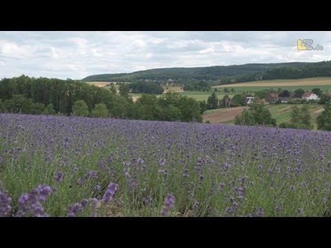 So schön sind die Taoasis-Lavendelfelder in der lippischen Provence in Fromhausen