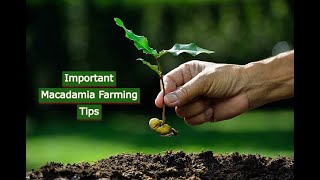 The Secrets Of Growing Macadamia Nuts