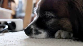 ❤️ Tuukka 13.4.2006 - 10.12.2015