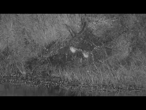 Djuma: Foam Nest Frogs building new nests - 23:32 - 01/07/21