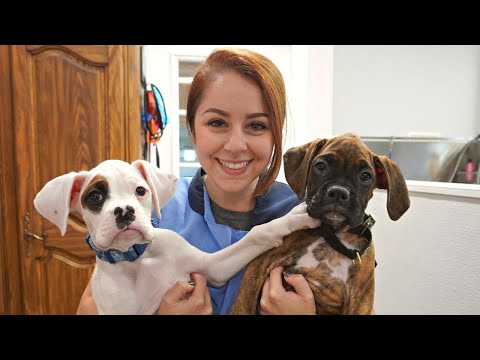 Craigslist Boxer Puppies