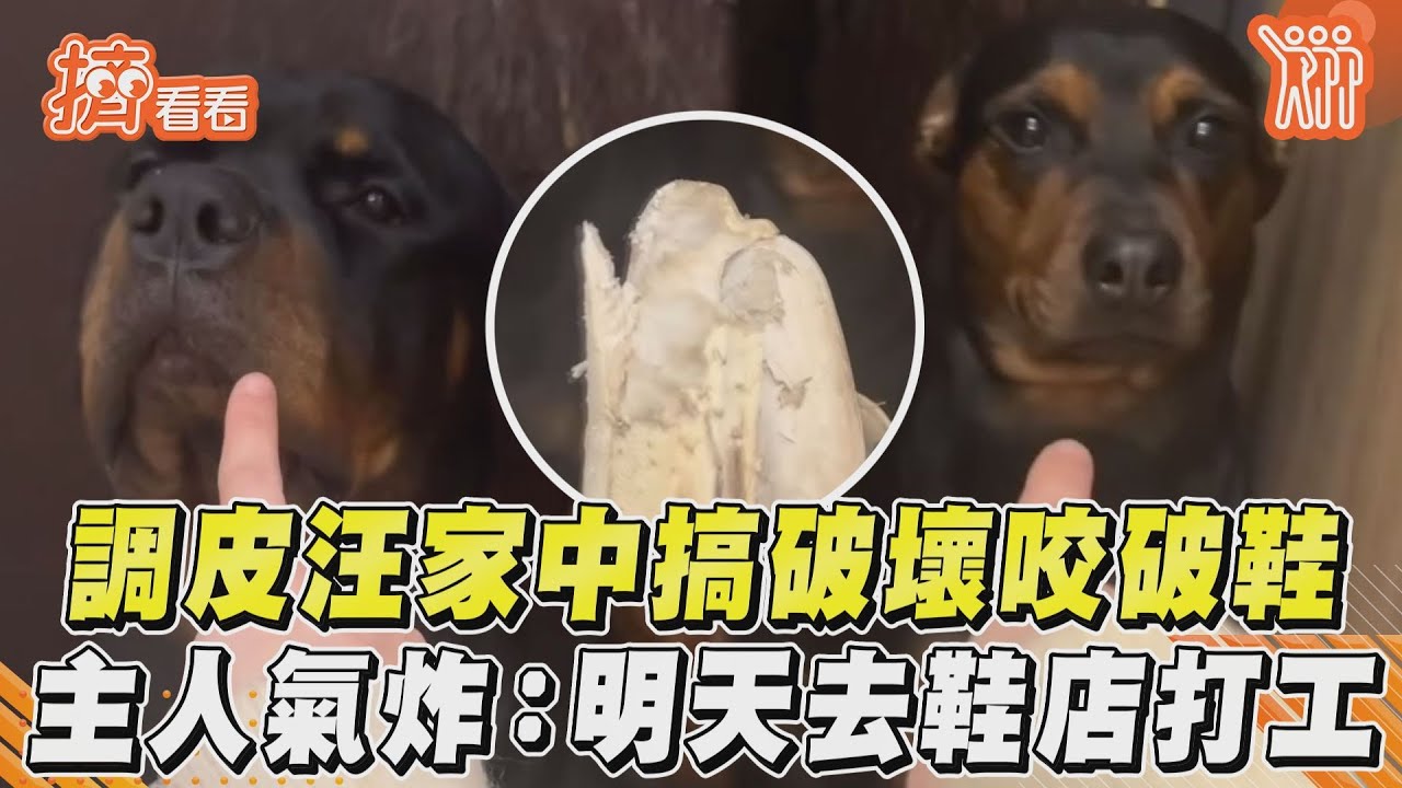 影音／調皮汪家中搞破壞咬破鞋　飼主氣炸：明天去鞋店打工