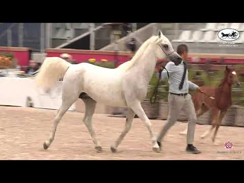 N 232 NESJ EL ANOUAR   Belgian Nationals In Hand classes   Futurity Male Class 15
