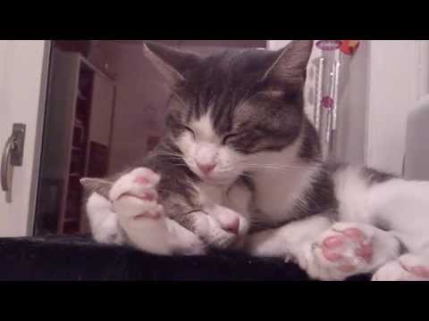 HD - LOVE FOREVER - MY CATS LINA & LUANA