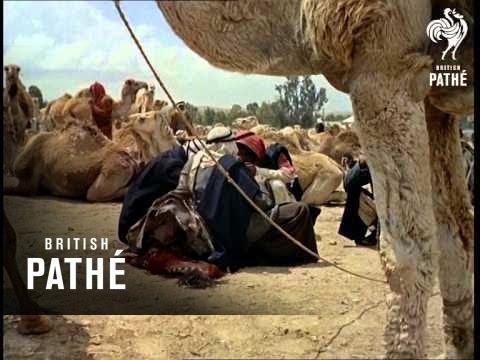 بئر السبع.. النقب :شاهد.. فيديو.. سوق الخميس : سلطات الاحتلال تغلق سوق البدو بعد 112 عام على افتتاحه!!