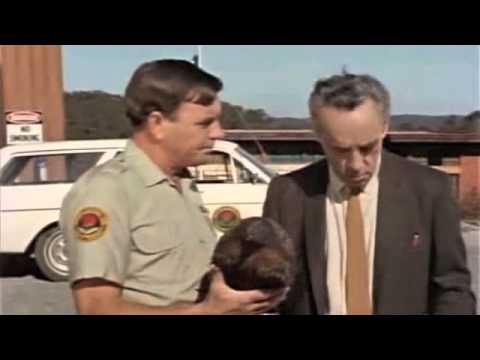 Dead Echidna -- Skippy The Bush Kangaroo (1968)