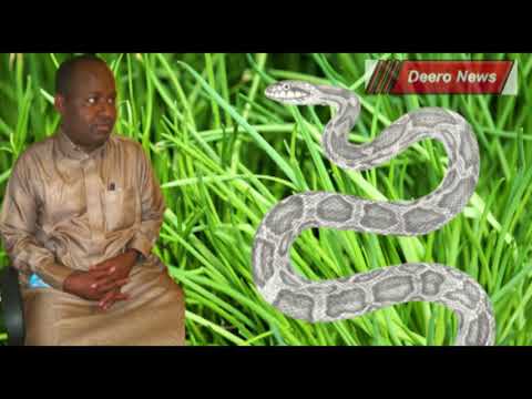 Sheikh waxan ku Riyooday Mas cad fadlan ii fasir