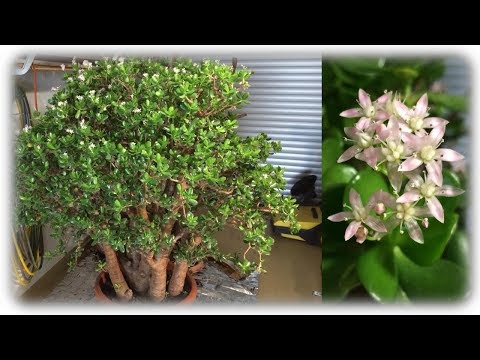 Geldbaum vermehren | Unsere Geldbäume Teil 1