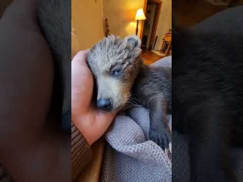 Rescuing the bear from the freezing winter #wildlife #savanna #naturedocumentary