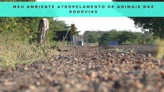 Miniatura do vídeo