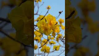 Hello Spring