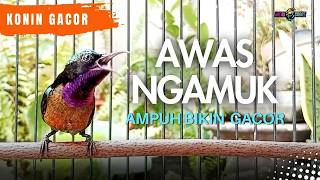 Download lagu KONIN GACOR FULL MATERI AMPUH BIKIN KOLIBRI NINJA BOGKAR MATERI mp3