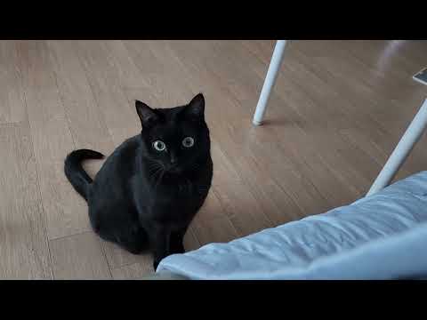 본인 이름 기가맥히게 알아듣는 깜냥이