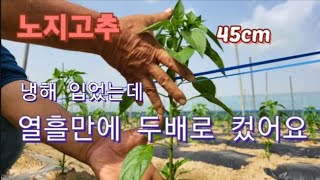 [고추재배23-2] 대궁이 굵다 짱짱하다.갑자기 폭풍성장/다수확 비결/갑론을박