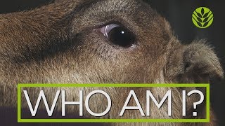 Feature Animal - The LaMancha Goat