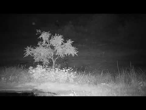 Djuma: Elephant and calf - 20:53 - 03/04/2022